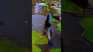விடாமுயற்சி  #shorts #fishing #villagefishing #trending #short #snakeheadfishing