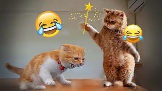  Funniest Dogs and Cats  Funniest Animals 2024 #2