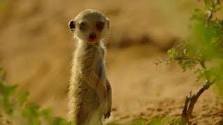 Secret meerkat pups life below ground - Animals with Cameras - BBC Earth Explore