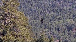 Gizmo's STRONG CONFIDENT FLIGHT Off Gizmo Tree Till Out Of Sight ️  Godspeed Gizmo @FOBBVCAM 6.8.25