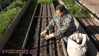 Стоит или не стоит сажать лук репку под зиму в средней полосе