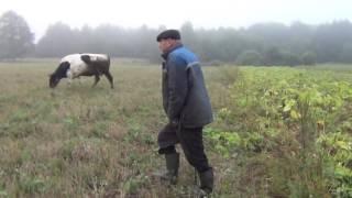 Эй есть у поли три дорожки розных. Галковский Александр. Клімавічы. Tradition.