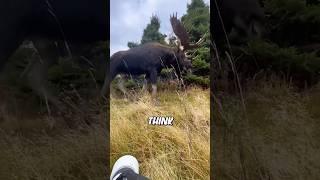 Moose Are WAY Bigger Than You Think #facts #animals #animalfacts