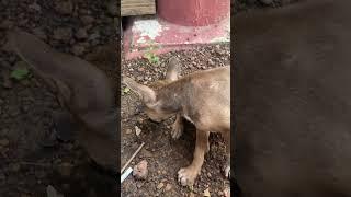 Watching ask for food.#cute#straydogs
