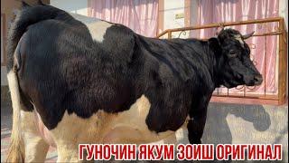 Гуночин оригинал успет кунед дехкони худашон 13 марта 2025 г.