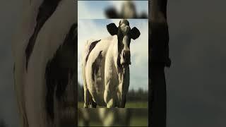 Cows dance to Bemax - Madela