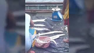 MANGA, FISH PORT TAGBILARAN CITY, BOHOL #SEASONALCATCH #DEWIT #TABANGKO #FISHTOGO