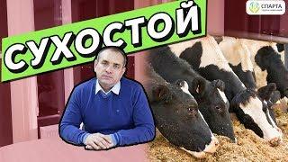 СУХОСТОЙ, что делать в этот период?