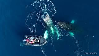 The sublime beauty of Humpback Whales in Antarctica