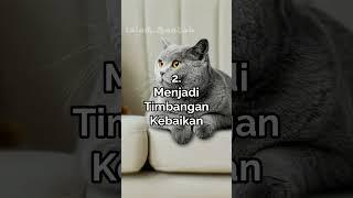 Pahala Memelihara Kucing #shorts #dakwah #islam #ceramah #kucing #peliharaan