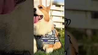 Facts about dogs #dog #educationalvideo #facts