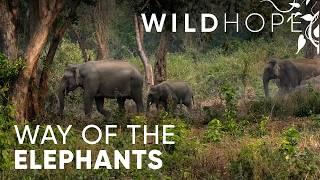 Learning to Coexist with Nature’s Largest Neighbors | WILD HOPE