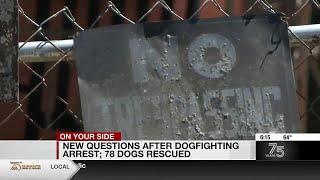 New questions after dogfighting arrest, 78 dogs rescued