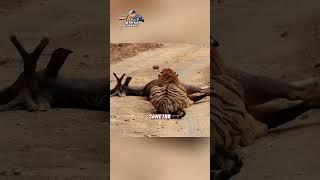 ТИГР ПРОГНАЛ ТИГРИЦУ ОТ СВОЕЙ ДОБЫЧИ| #tiger #animals #животные