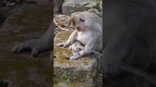 Feeding Animals, Cute Baby Animal #shorts
