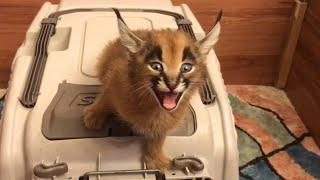 Caracal Screams for Food