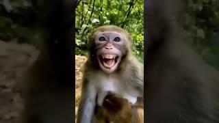 nakal utarta hai #trending #subscribe #monkey #comedyfilms