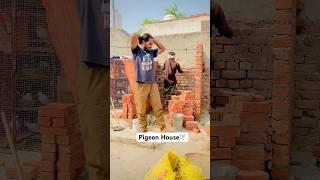 Pigeon loft ki tayari ️#pigeon #pigeonloft #panjab #kabutar #murga #loft #house #shorts #vlog