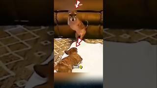 Heartwarming, A Dog Teaches Its Two-Legged Friend How to Stand. #dog #animals