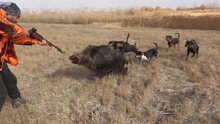 BEST WILD BOAR HUNTS - BEST HUNTING SCENES