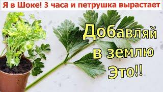 Я в Шоке! ПЕТРУШКА ПЕРВЫЕ ВСХОДЫ ЧЕРЕЗ 3 ЧАСА ПОСЛЕ ПОСАДКИ. Петрушка на подоконнике. Петрушка зимой