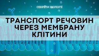 Клітинна мембрана: митниця для молекул чи щось більше?