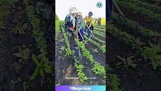 Hoe-Down THROWDOWN! These Ladies vs. Weeds! Who Wins? #farminglife #weedingtime #funnyfarm #skills
