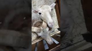 Баранья попанья топка
