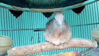 PERKUTUT BANGKOK PIYIK SUARA BESAR USIA 4 BULAN PRODUK SILWAK BIRD FARM