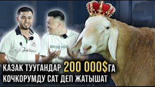 Орто Азиядагы эң кымбат кочкор! Бир жылда 200 000$ кантип пайда алып келет?