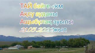 ТАЙ байге 4км. 21.05.2022 жыл АЩЫБУЛАК ауылы