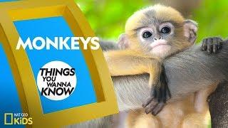 Cool Facts About Monkeys | Things You Wanna Know