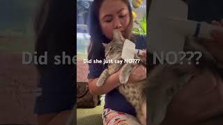She just say No  #cat #shortvideo #petsunited #petshub #shortsfeed  #yt