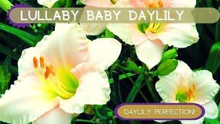 THE PERFECT DAYLILY | Lullaby Baby Daylily