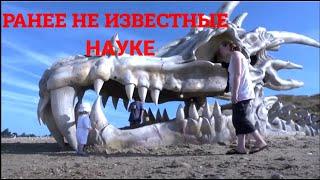 Ранее неизвестные науке| ШОКИРУЮЩИЕ ГИПОТИЗЫ (СКРЫТЫЙ МИР)