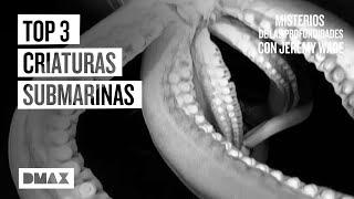 El enigma de 3 criaturas submarinas captadas en vídeo | Misterios de las profundidades