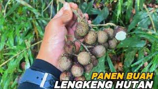 Panen buah langkah hutan