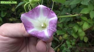 ⟹ Bindweed | Calystegia sepium | This flower is different