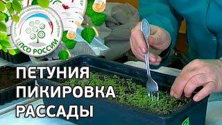 Как пикировать рассаду петунии. Петуния пикировка рассады.