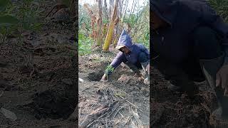 Cara mudah#tanam #pepayacalifornia #tutorial