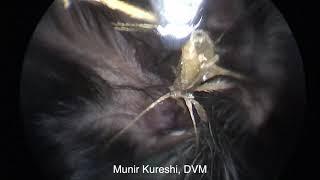 Foxtail in Dogs Ear - Incredible Removal!