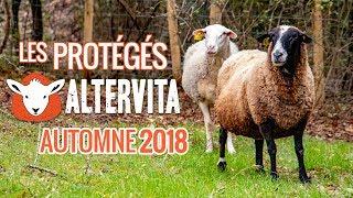 Les protégés d'Altervita #1 Automne 2018