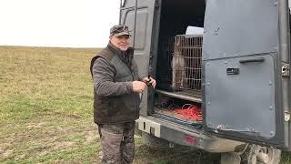 Контроль легавой собаки в поле