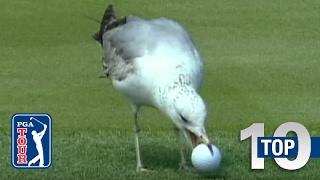 Top 10: Animal Encounters on the PGA TOUR