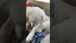 Rescue dog Sammie gave birth to 11 puppies!