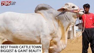 Thari I 786 Cattle Farm I Biggest Beauty I Cattle Town I Farming I MA SHA ALLAH I Parrot Studio