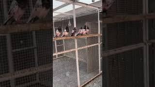 Friday 15 sep 2017 ustad moeen nawaz parwazi pigeons