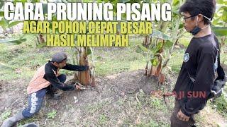 HAJI SUN | Cara Pruning yang TEPAT untuk pohon Pisang agar cepat besar | Budidaya Pisang Modern