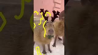 Capy Moments! Capybara Christmas  #capybara #capybaramemes #capivara #masbro