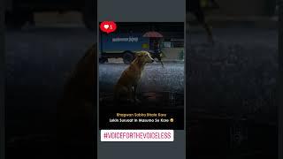 Rescuing The World's Most Abandoned Street Animals | Help Stray Kids | Feed The Street dogs #animals
